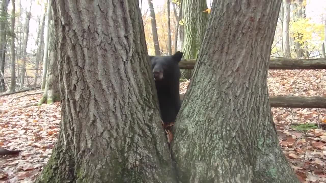 A Bluff Charge by a Black Bear - NOT A BLACK BEAR ATTACK