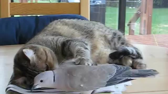 Cat and bird playing interest video