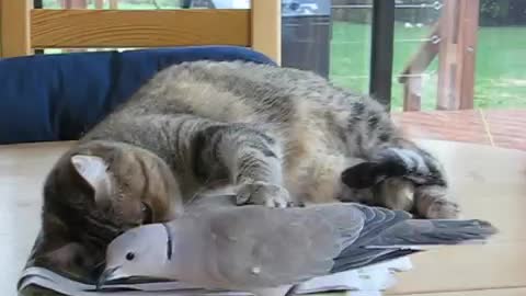 Cat and bird playing interest video