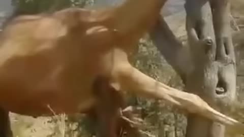 How this poor camel stuck in tree