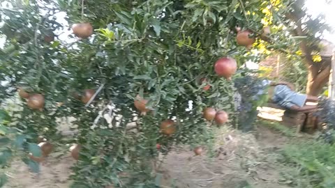 Organic Pomegranate