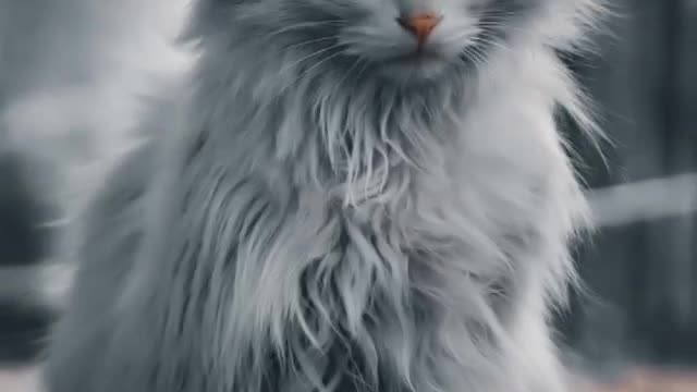 killer cat || looking cool || relaxing video || funny cat ||