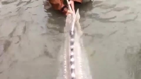Some people are catching big fish