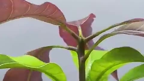 Mango Tree
