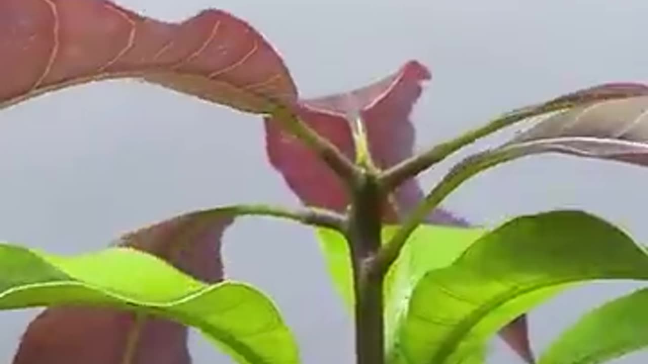Mango Tree