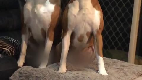 The Singing Boxer Brothers