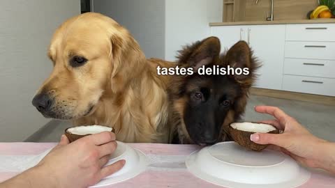 Dog Reviews Food with German Shepherd Brother - Part 2