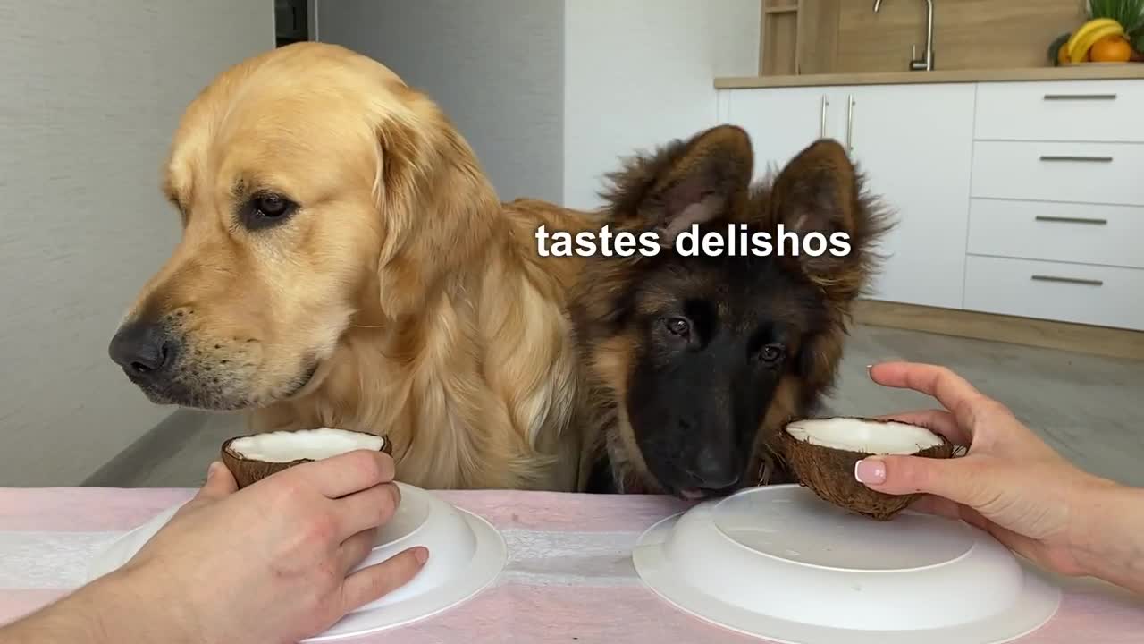 Dog Reviews Food with German Shepherd Brother - Part 2