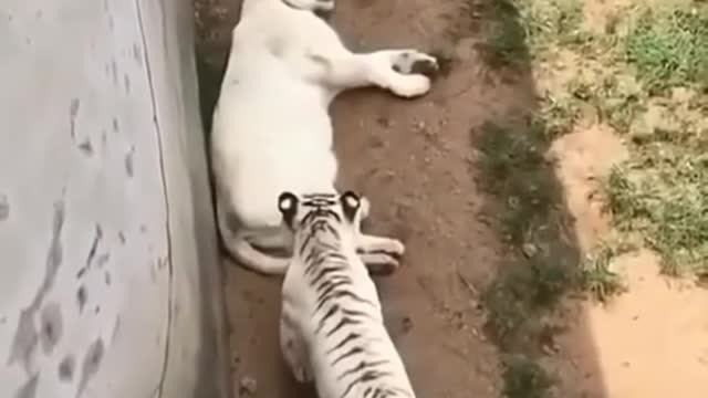 TIGER VS WHITE LION