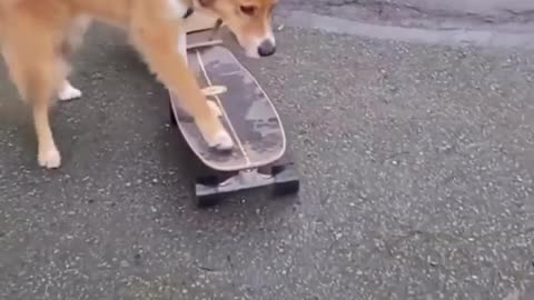 Santa Claus Dog on Skateboard! Happy Holidays