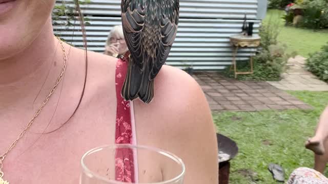 Starling Crashes Family BBQ