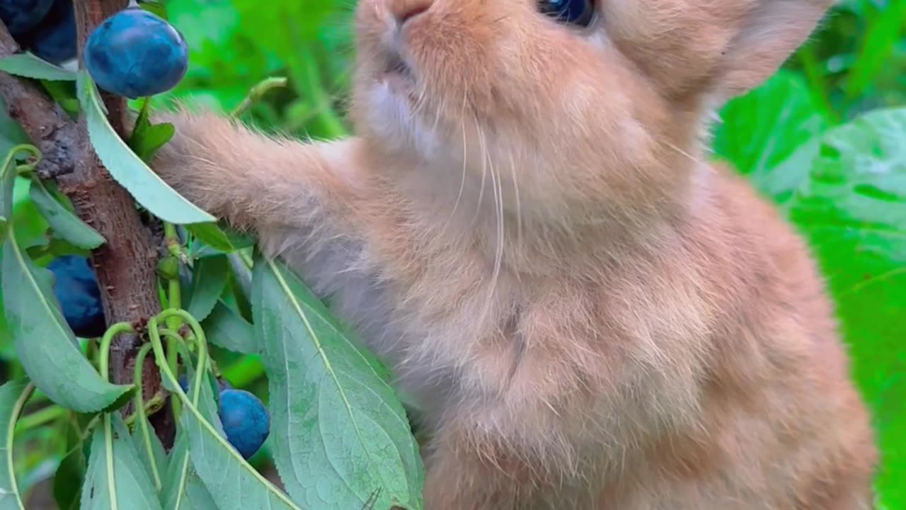 Cute Rabbit 🐰🐇🐰🐇🐰🐇😍❤️