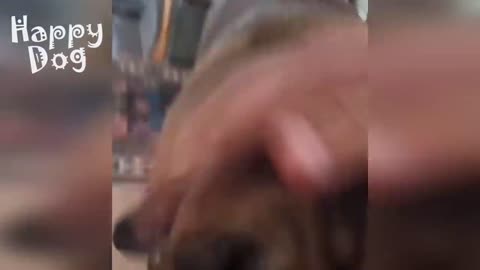 Cute cats and Dogs | Funny video #120