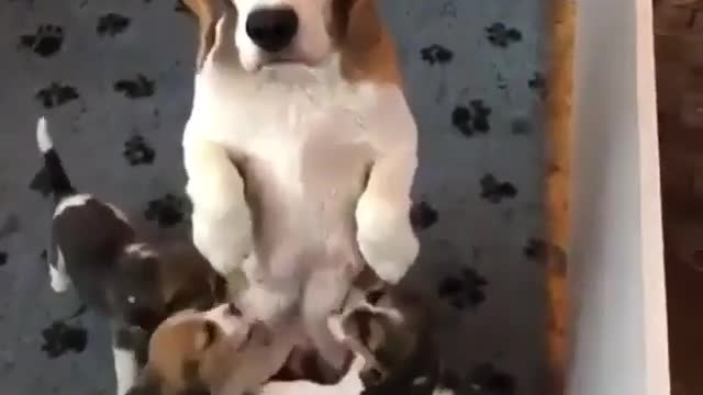 Mother Dog is feeding ....Something special