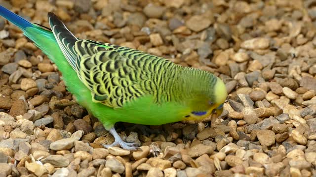 The budgerigar