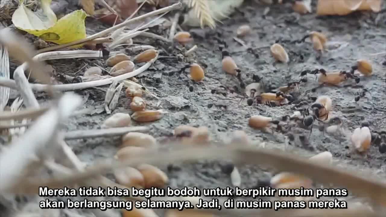 Motivasi kehidupan dari semut