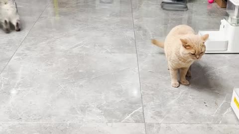 cat short funny video