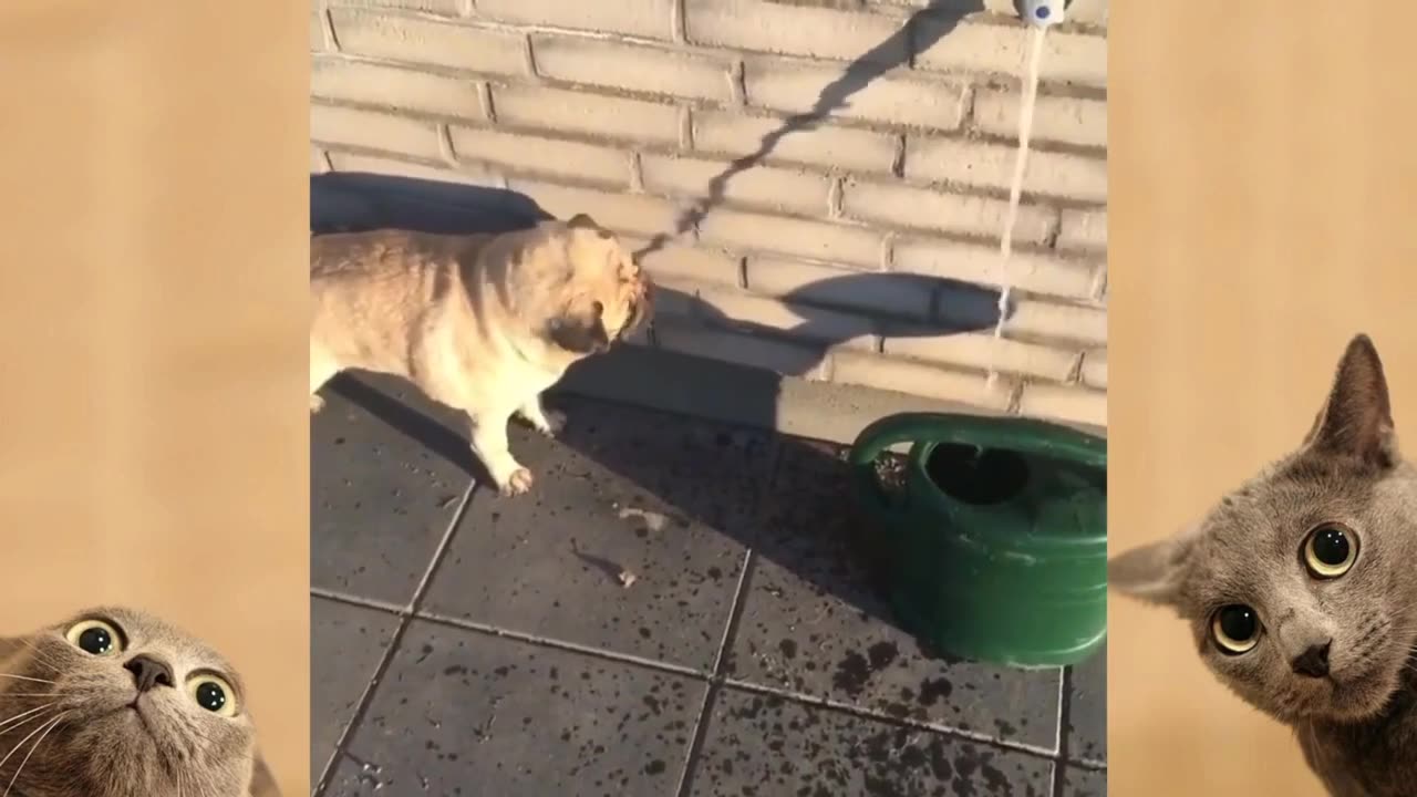 FUNNY ANIMAL VIDEOS 2022 😂 - FUNNIEST CATS AND DOGS VIDEOS