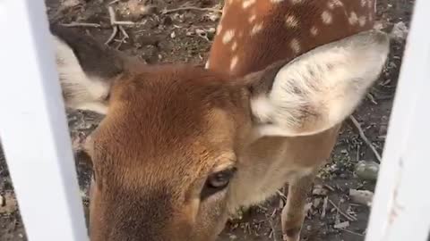 Sika deer