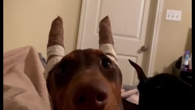 Doberman just stares at woman with funny look on it's face!