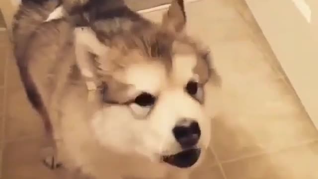 Cute husky who wants to talk