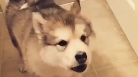 Cute husky who wants to talk