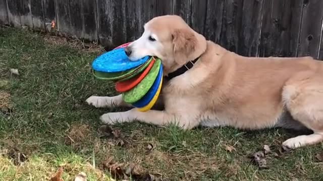 Dog showing off Winston's talent