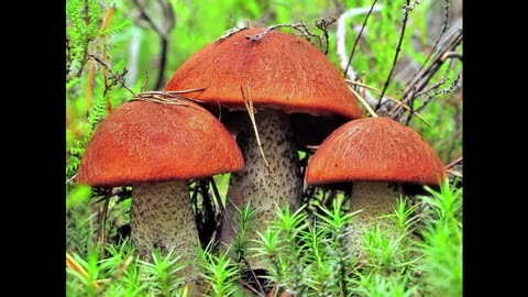 Mushroom tours are planned to be organized in Altai