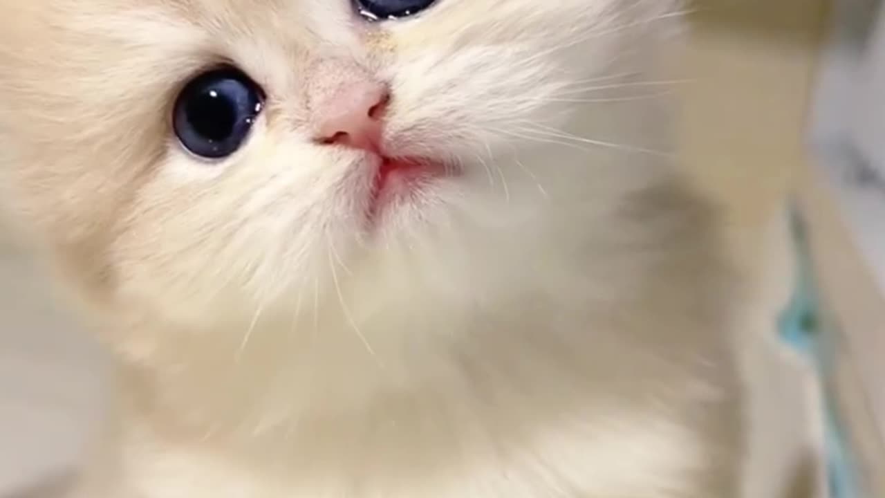 Cuteness Overload! These Tiny Kittens' Eyes Can Melt Even the Coldest Ice
