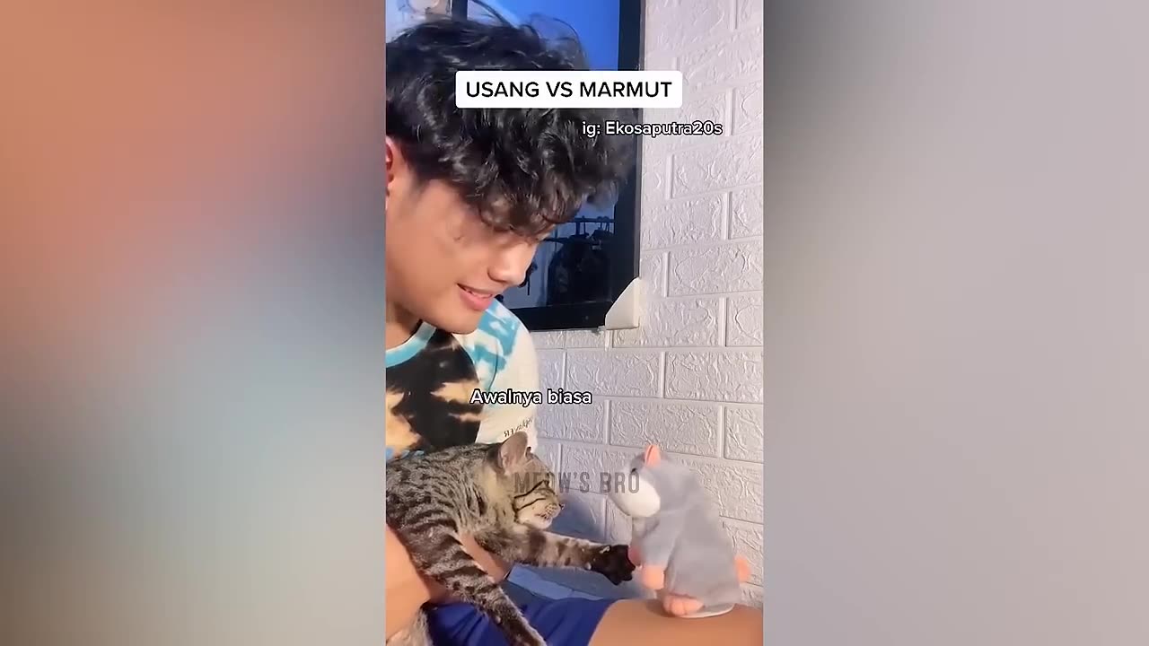 Cat and funny video