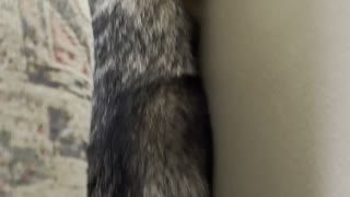 Siberian Husky Does Somersault in Tight Space