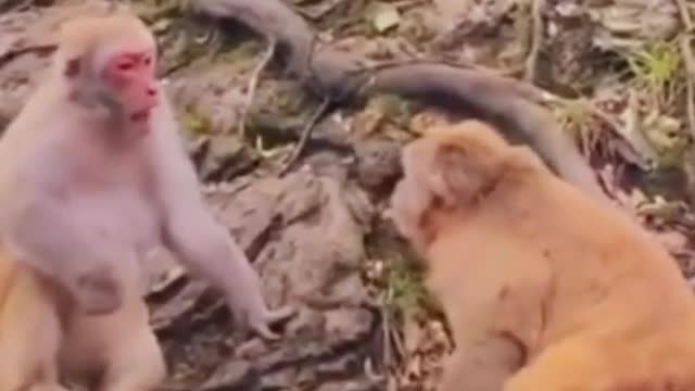 Monkey fight