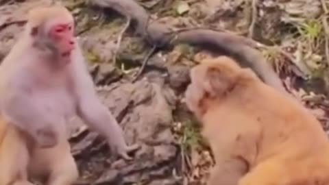 Monkey fight