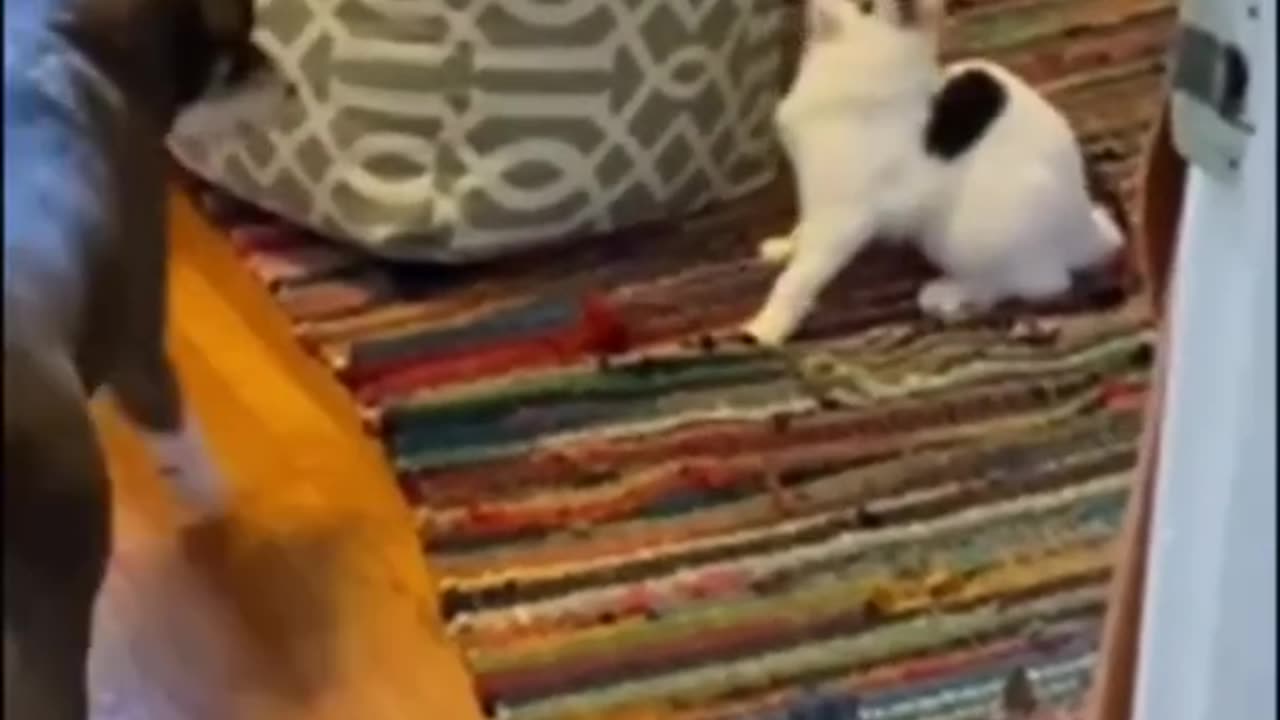 funny animals #shorts