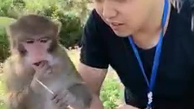 funny monkey 3