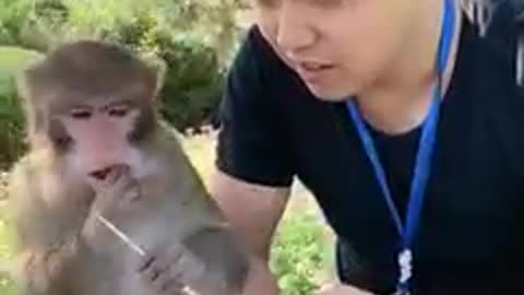 funny monkey 3