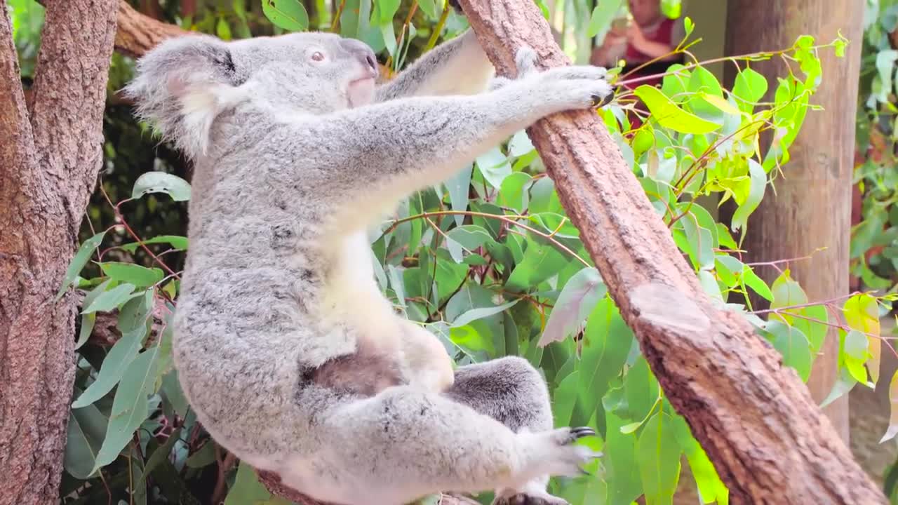 Koala joey adorable