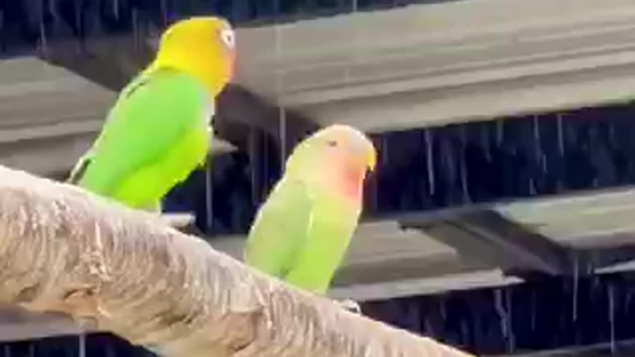 Beautiful bird 🐦 trending video