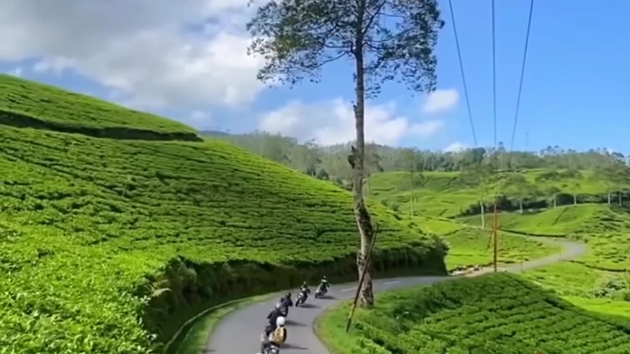 beautiful tea garden