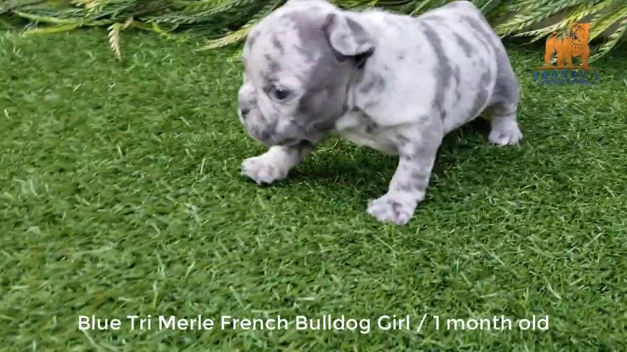 Hilarious Cute Frenchie training alone