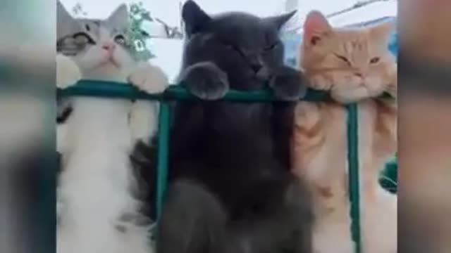 Cute cat video