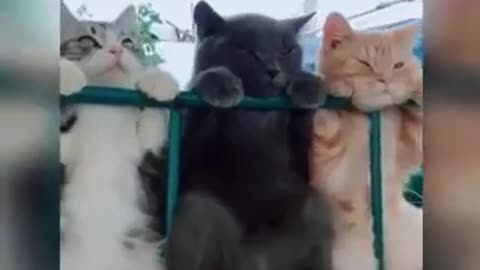 Cute cat video