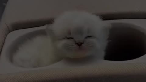 Cat funny moment