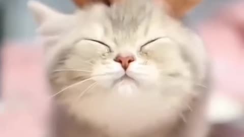 Funniest.Animal 7