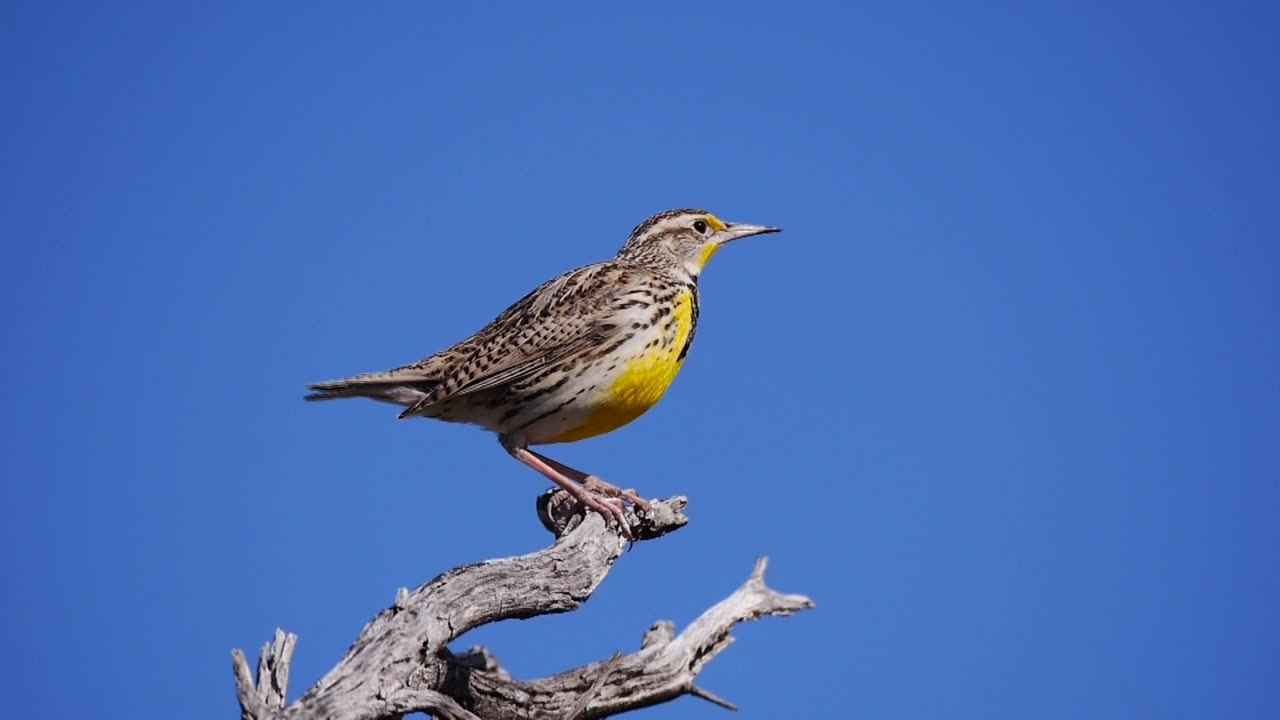 Western Meadowlark