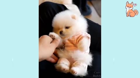 Cute Doggy😍,Cute buddy😍.#shorts