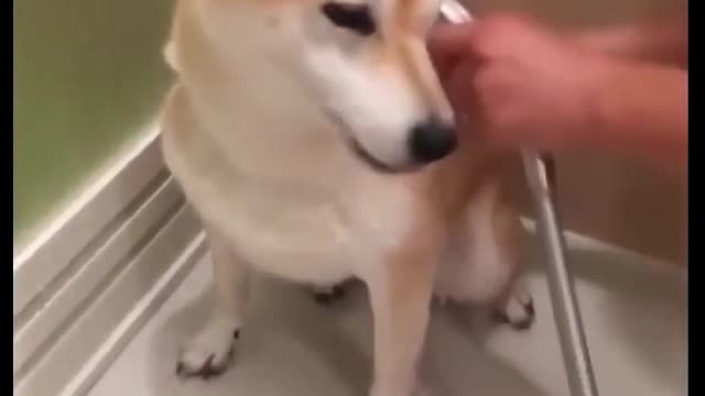 Dog Bathing In Tub