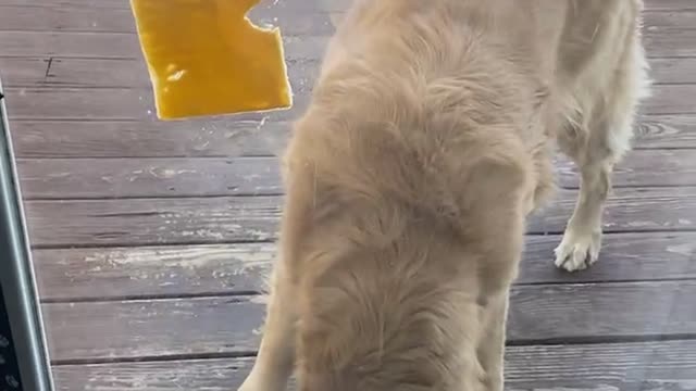 Harper the Golden Retriever Struggles with Cheese on Glass Door