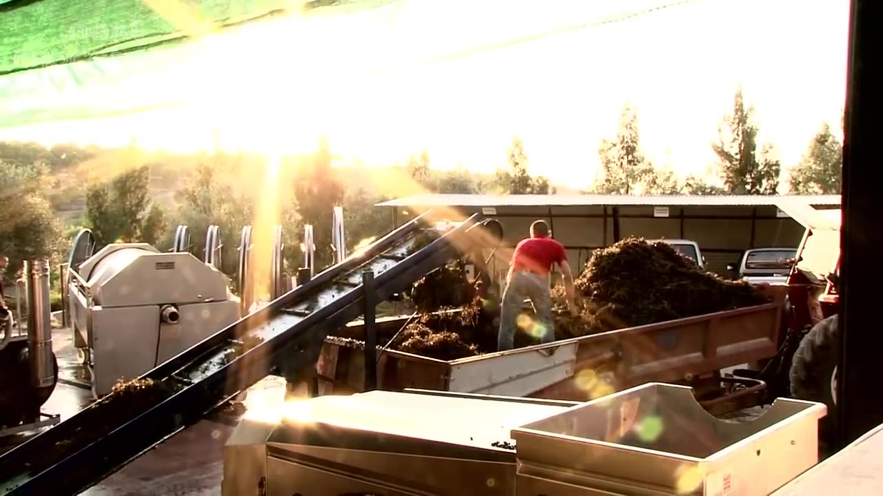 Harvest Wine Grape - Amazing Grape Factory - Traditional Wine Making Processing