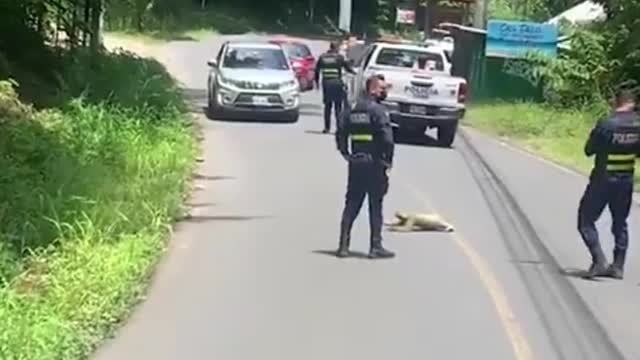 Pereresoso para tránsito en Costa Rica